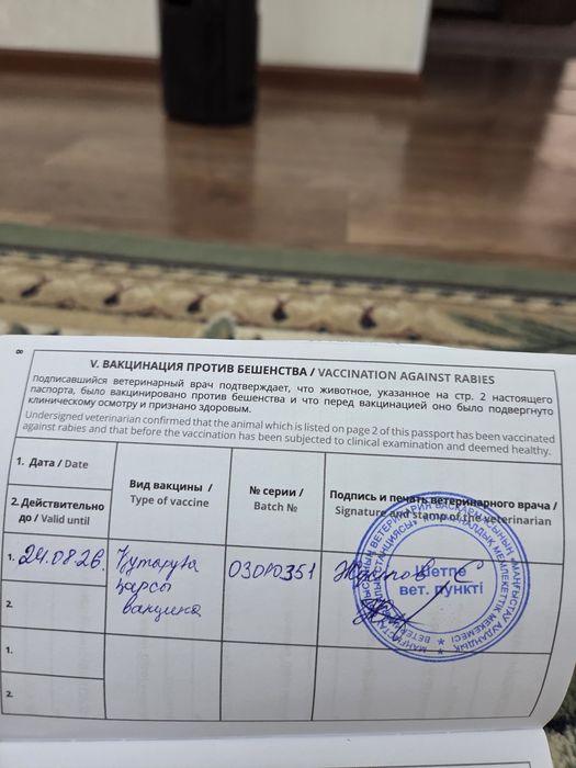 Белгиский овчарка