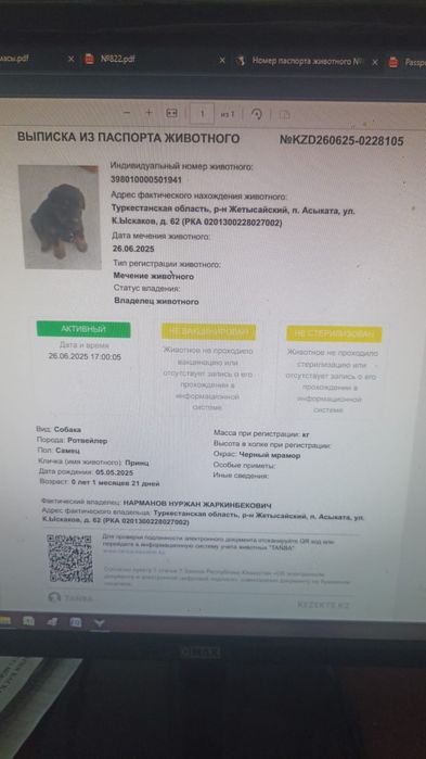 Собака чистый ротвейлер