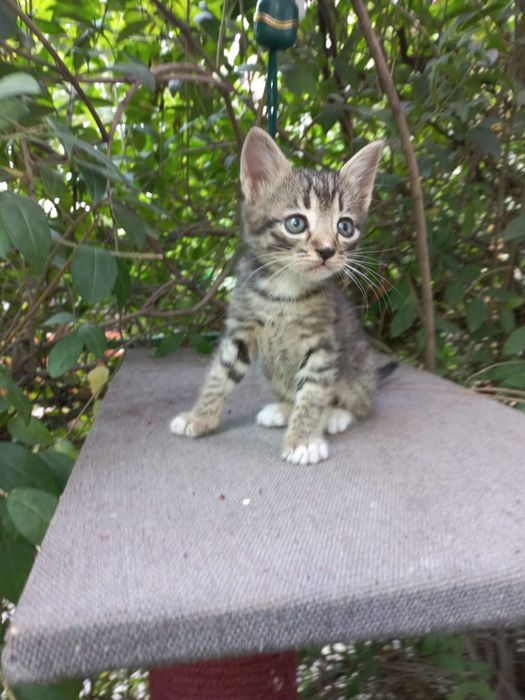 Котята очень красивые мальчик и девочки