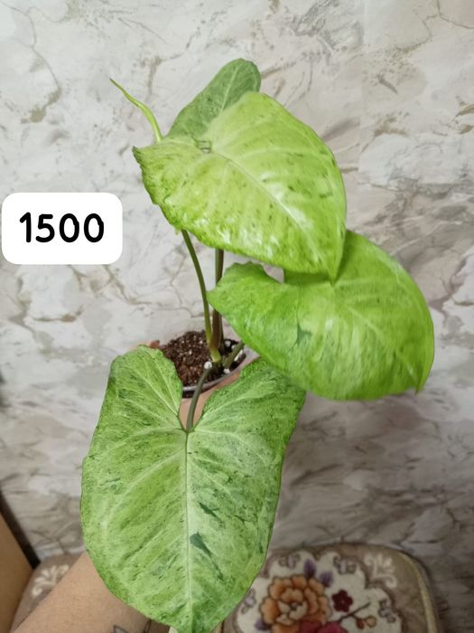 Продам сингониумы