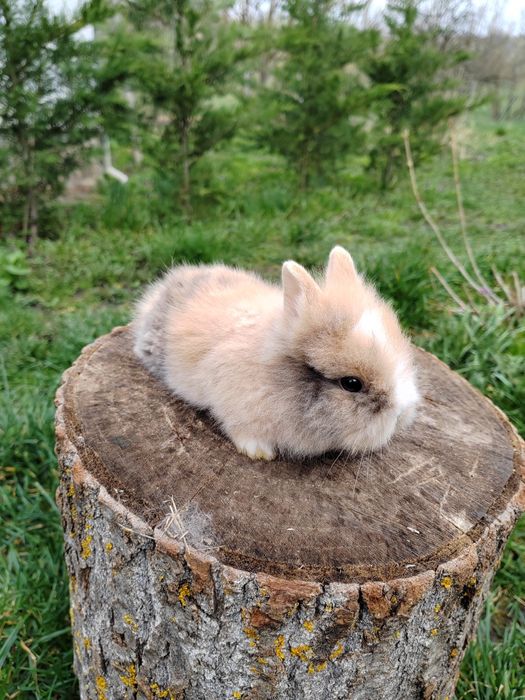 Vând iepuri cap de leu