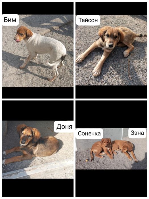 Отдам щенков в добрые руки