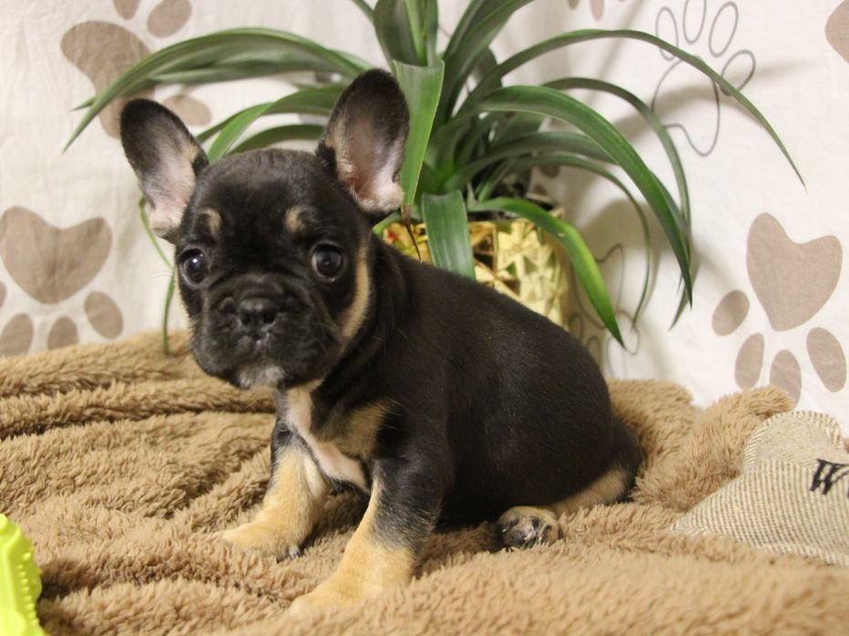 ***Френски булдочета ***