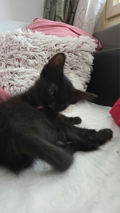 adopție responsabilă