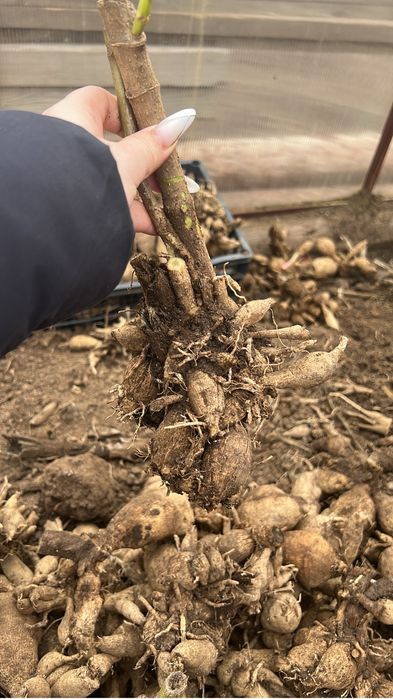 Продам клубни георгин белые сорт эвелин астана