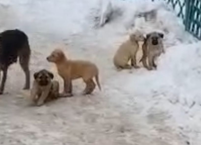 СобакаЩенокАктобе