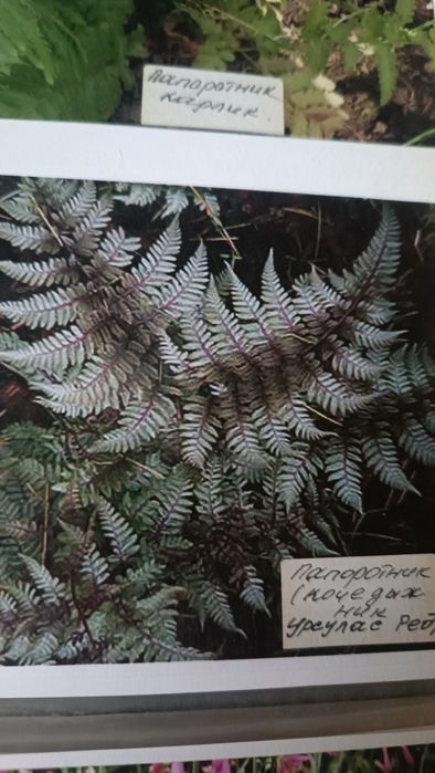 Многолетние цветы для вашей дачи