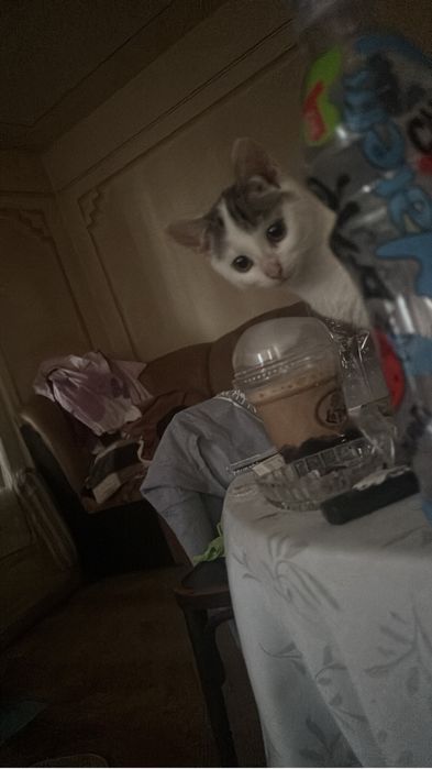 Dau 2 pisicute spre adoptie, din pacate nu mai am unde sa le țin