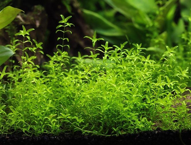 Аквариумные растения. Микронтенум.
