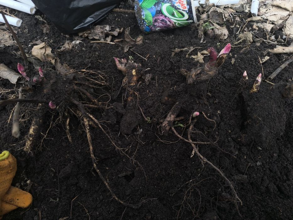 Пион Марьин корень.