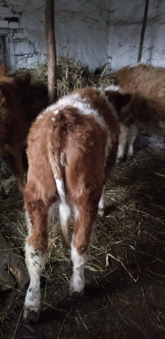 Vand vitele intarcate