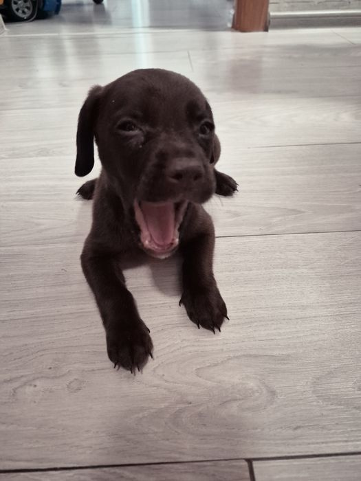 Продам щенка, помесь стаффорда и спаниеля