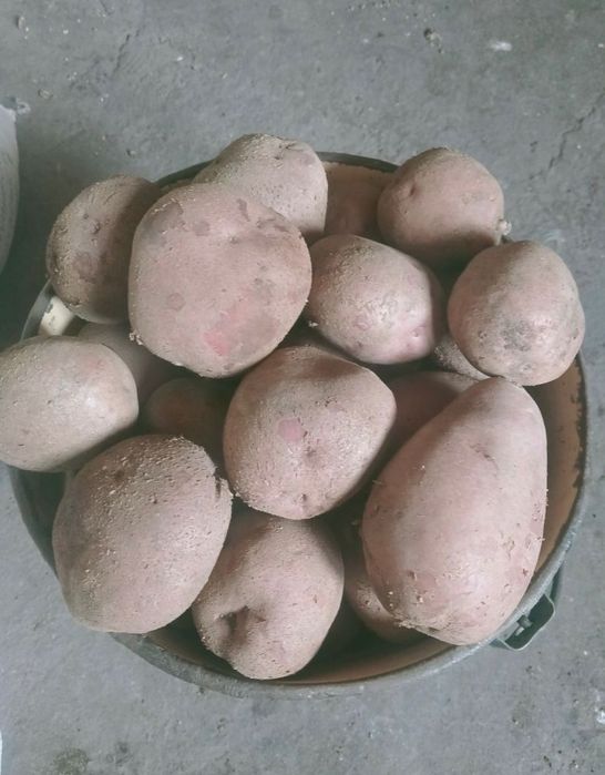 Продам дачную картошку.