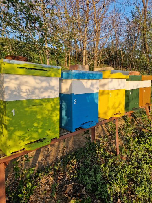 Miere de Floarea Soarelui