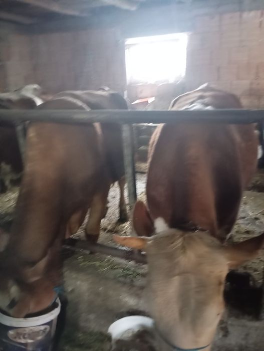 Vând 3 vaci de fătat trebe să fete luna asta