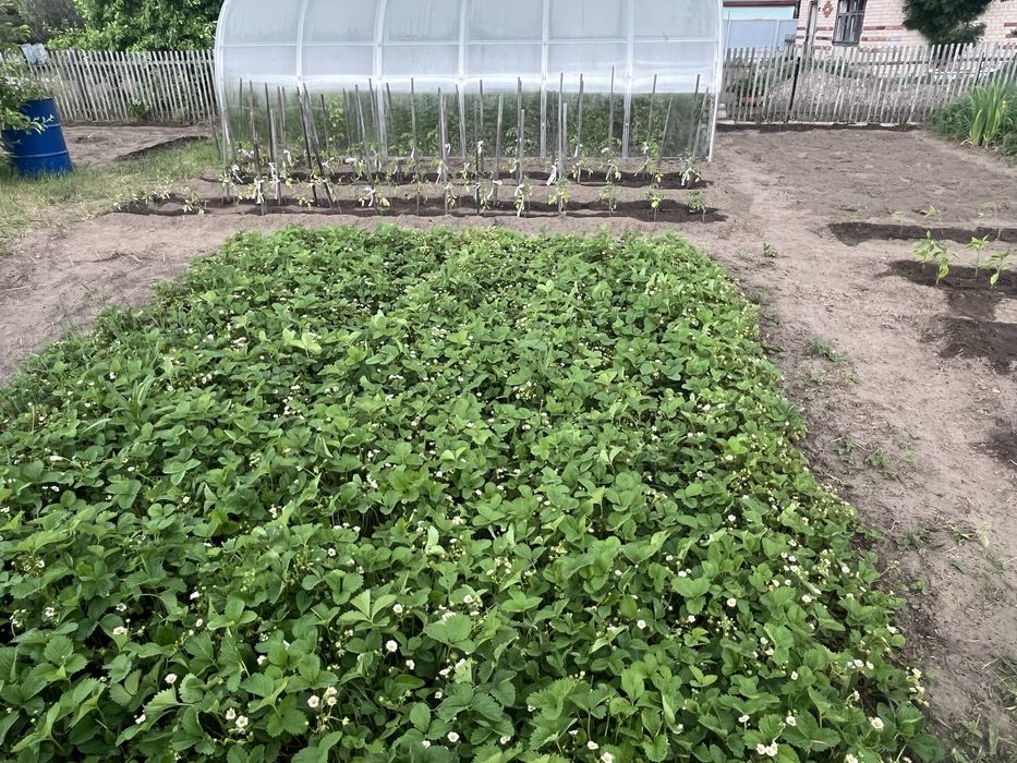 Срочно продам дачу на Белом
