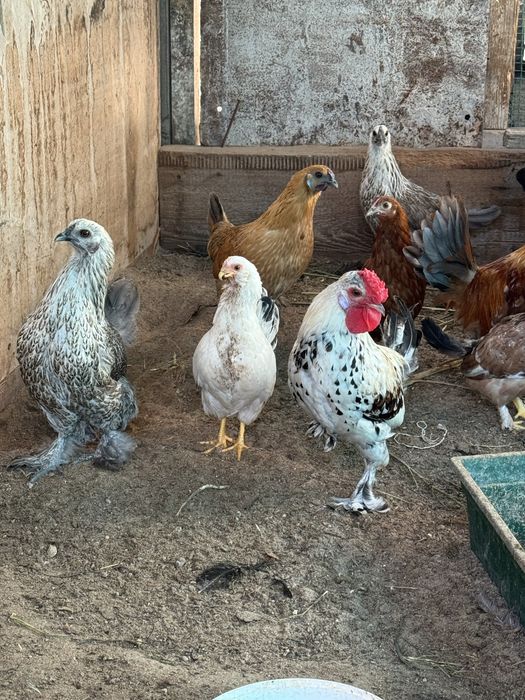 Продам птицы кур