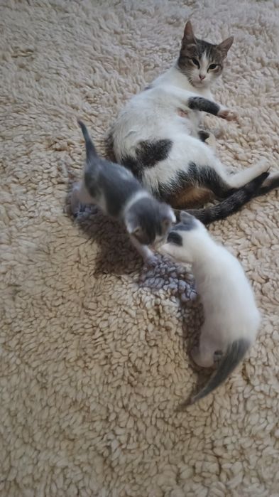 Малки котенца бебета