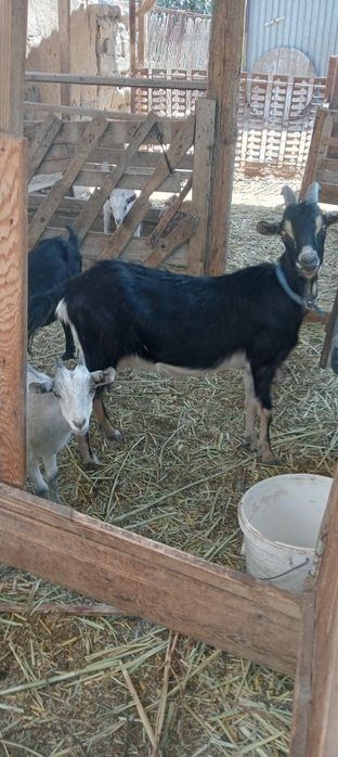 Заанен, Алпй ешкілер , лақтар сатылады