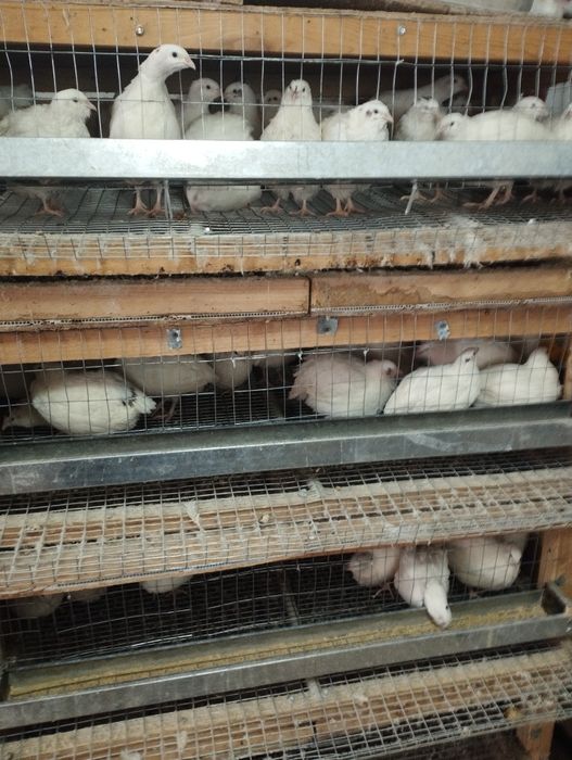 Продам. Перепела