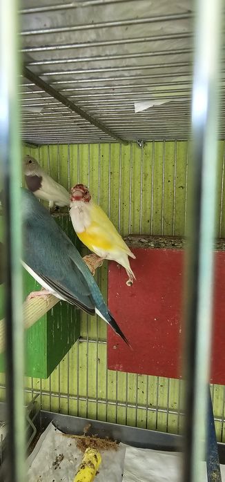 Гулдови амадини  3 бр.