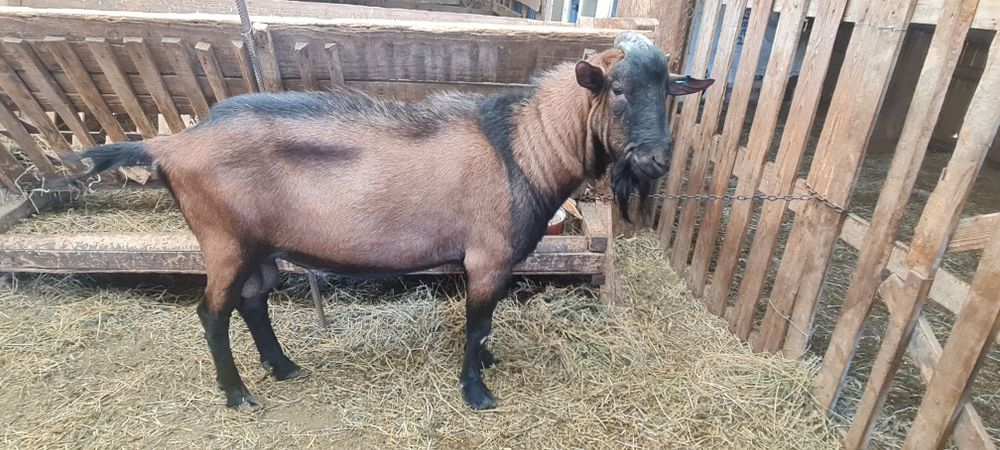 Țap alpin de un an jumatate