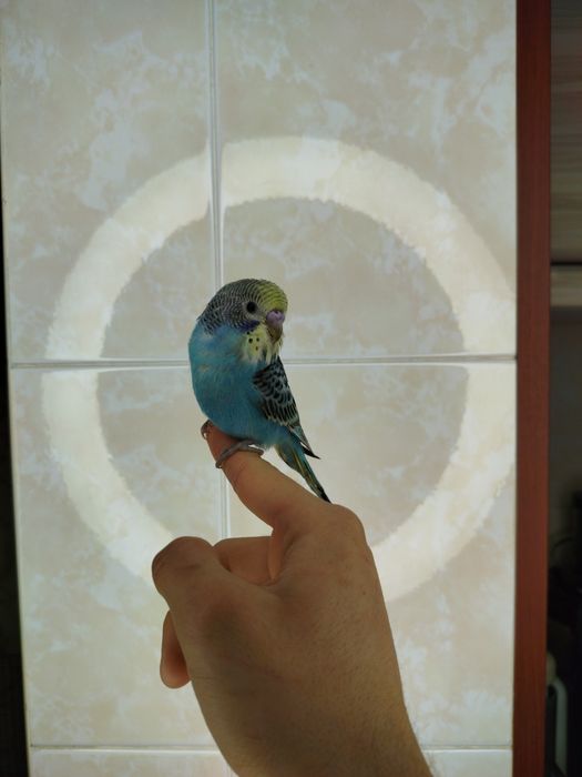 Ручной волнистый попугай