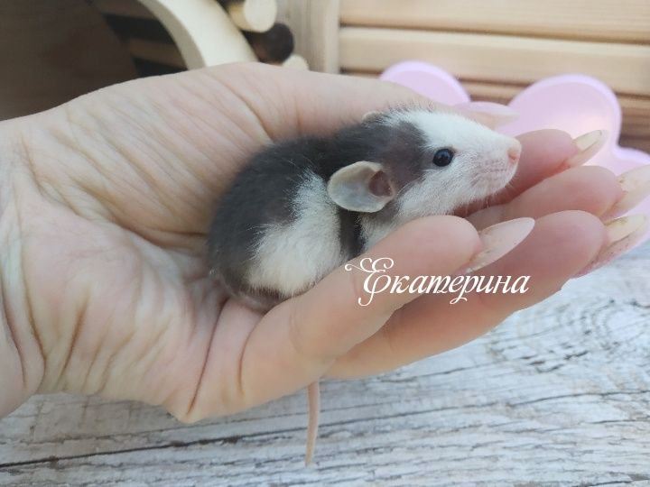 Крысы дамбо хаски, черные дамбо и капюшонки