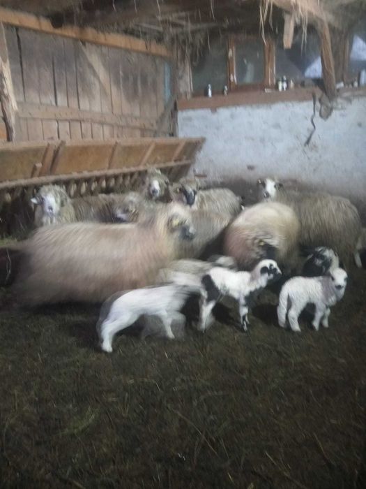 Vând oi tinere cu miei