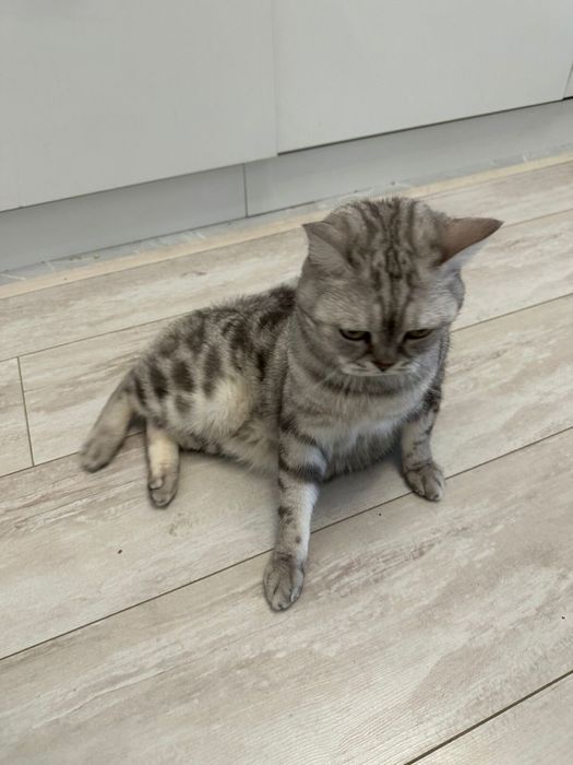 Шотландский кот срочно ищем дом