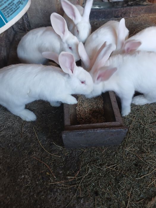 Vând iepure fluture german