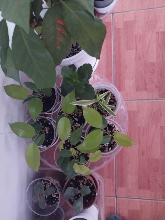 Продам комнатные цветы.