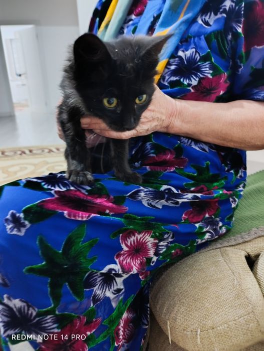 Котенок в добрые руки