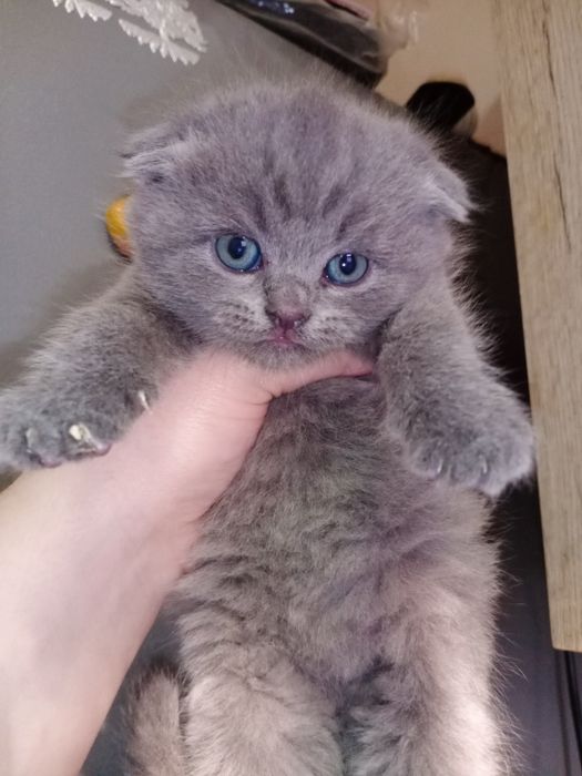 Срочно Скоттиш Фолд и Скоттиш Страйт чистокровные