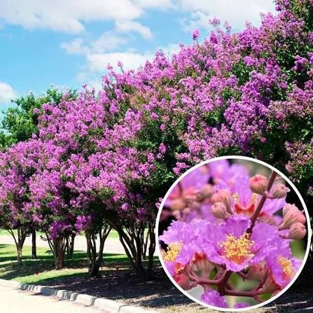 Liliac Indian (Flori Mov )