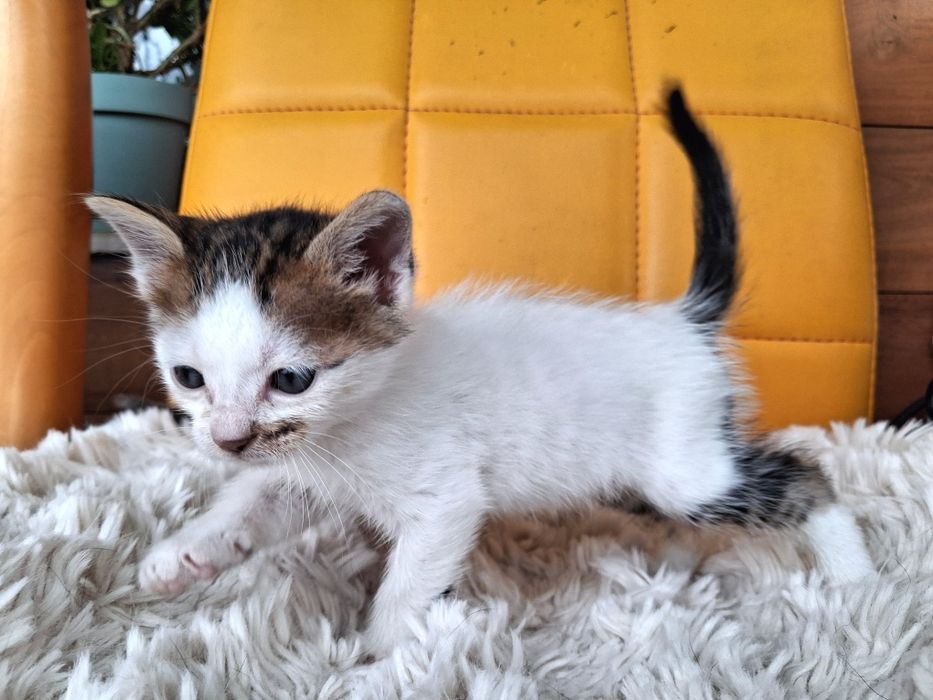 Котенца търсят дом-Варна