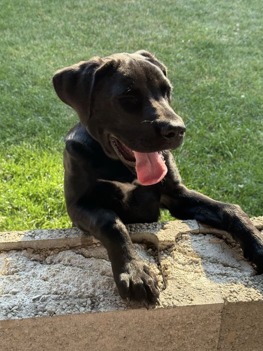 Donez metis Cane Corso