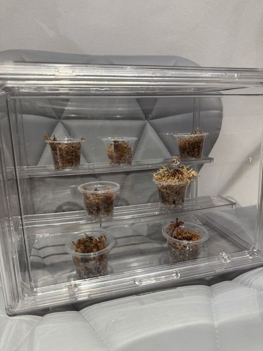 Тепличка для растений