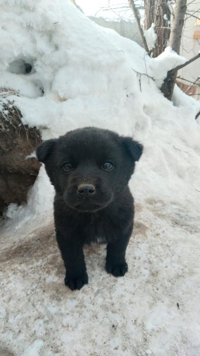 Пристраиваются малыш