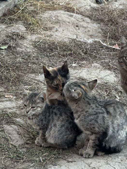 Отдам котят в добрые руки