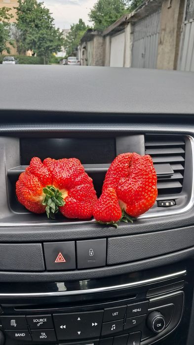 Vând Stoloni de Capsuni* ALBION *