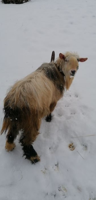 Vind țap de prasila