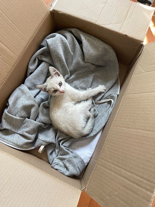 Котёнок девочка