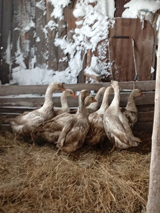 Продам гусей на развод или мясо