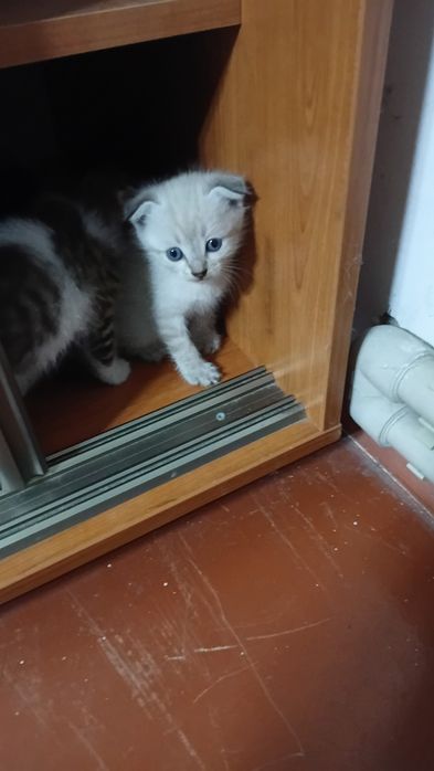 Отдам даром котят