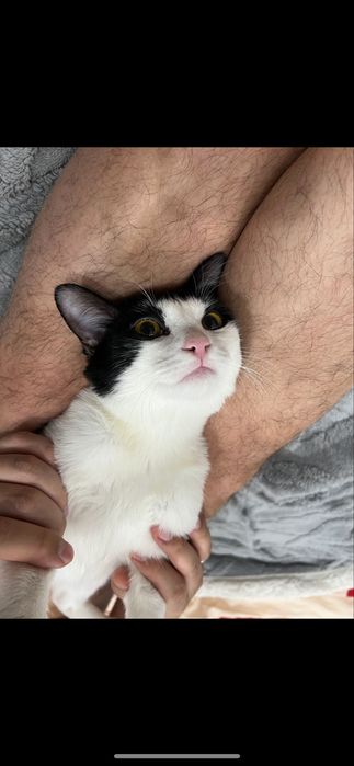 Отдам кота в хорошие руки