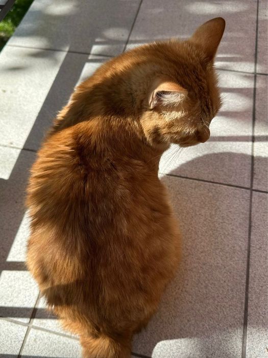 Отдадим кота в хорошие руки