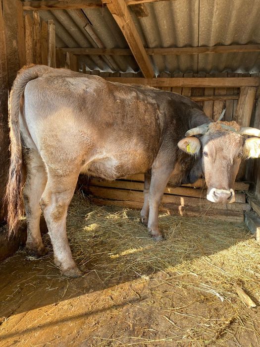 Vând vacă și viței