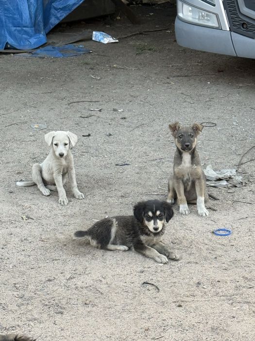 Раздам щенят. Бесплатно!В добрые заботливые руки!!! Дворняшки