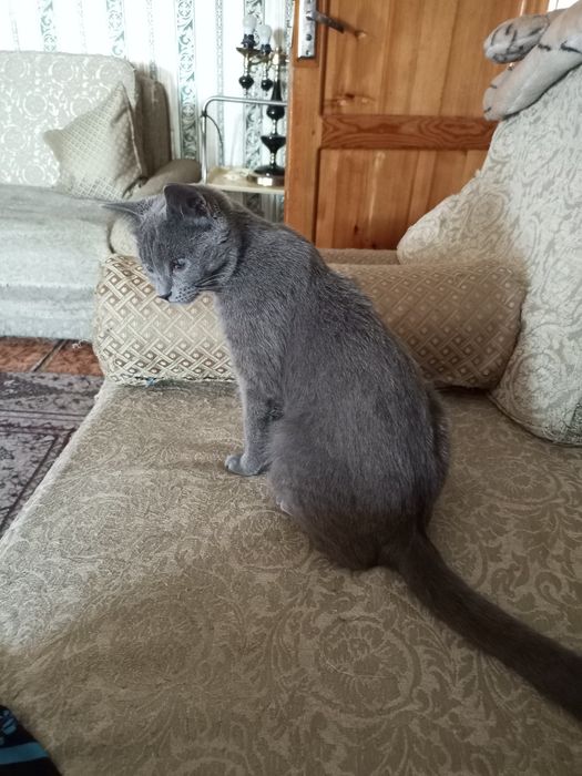 Жи́вотные кошечка один год